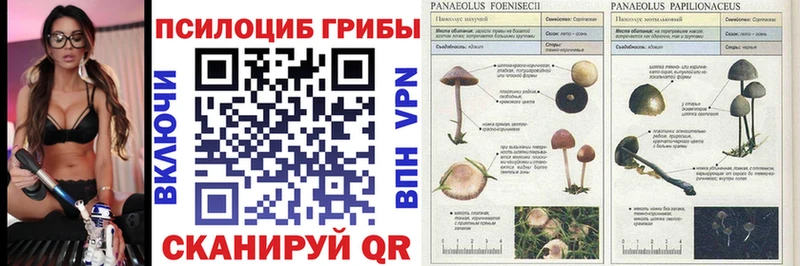 Галлюциногенные грибы Cubensis  Звенигово 
